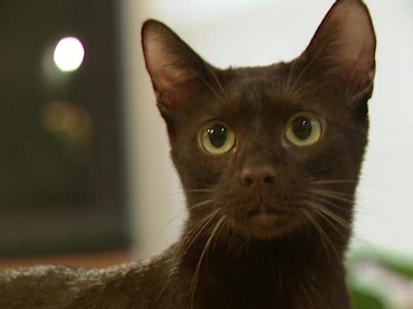Animal Attractions - Havana Brown Cats