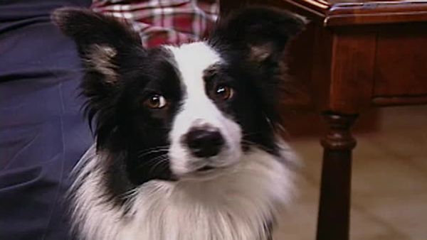 Animal Attractions - Border Collies