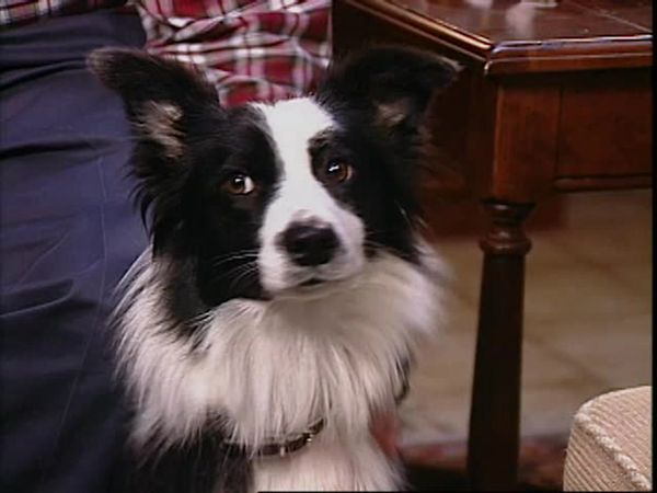 Animal Attractions - Border Collies