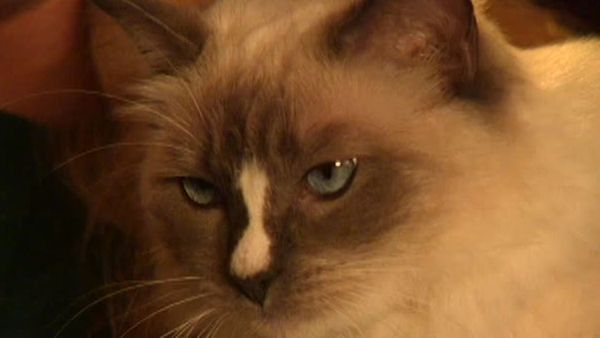 Animal Attractions - Rag Doll Cats