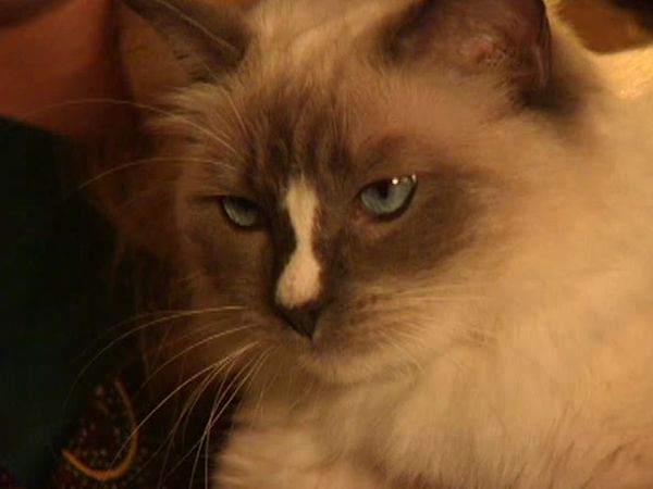 Animal Attractions - Rag Doll Cats