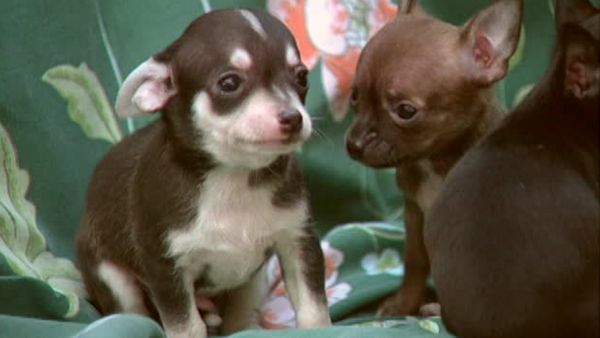 Animal Attractions - Chihuahuas