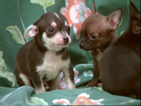 Animal Attractions - Chihuahuas