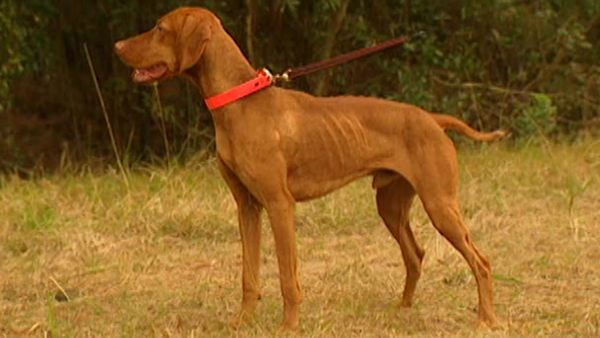 Animal Attractions - Vizsla Dogs