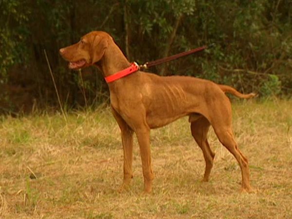 Animal Attractions - Vizsla Dogs