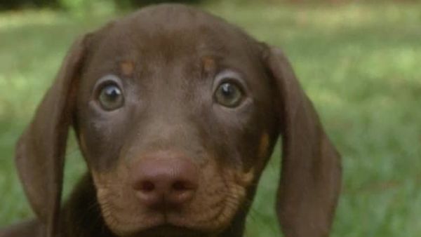 Animal Attractions - Dachshunds