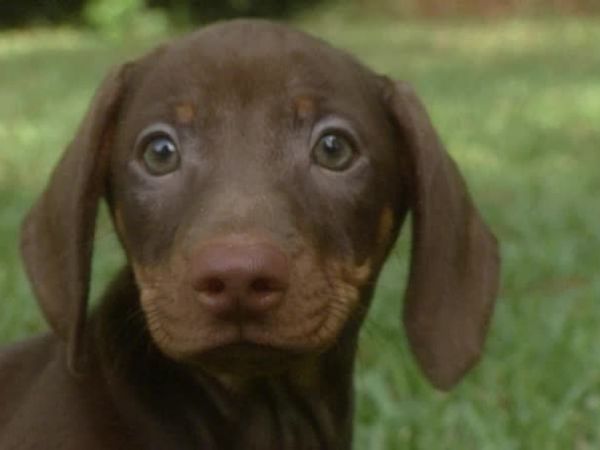 Animal Attractions - Dachshunds