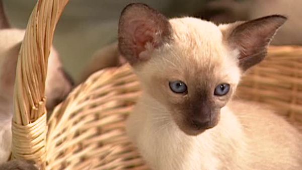 Animal Attractions - Siamese Cats