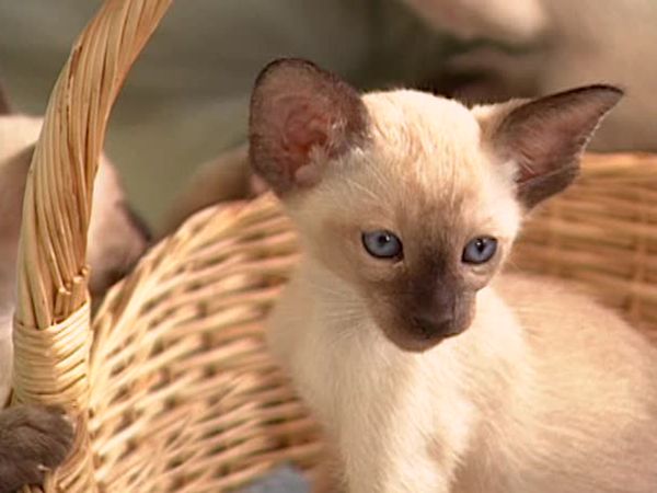 Animal Attractions - Siamese Cats