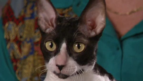 Animal Attractions - Cornish Rex Cats