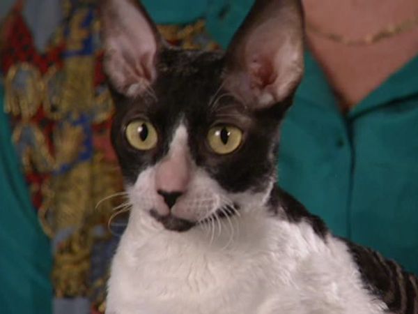 Animal Attractions - Cornish Rex Cats