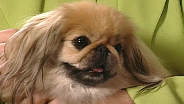 Animal Attractions - Guardian Angel