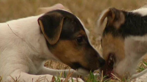 Animal Attractions - Jack Russell Terriers