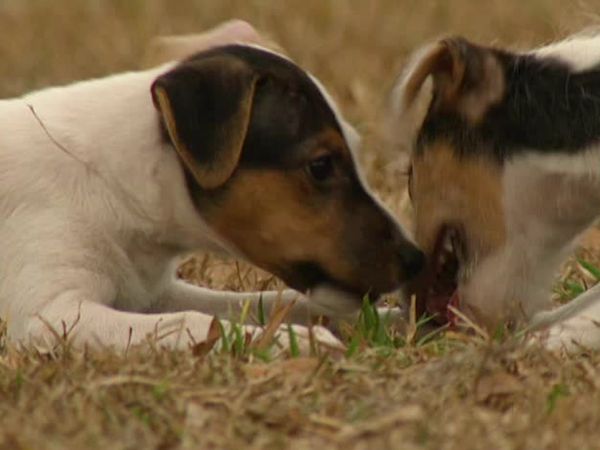 Animal Attractions - Jack Russell Terriers