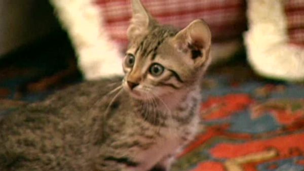 Animal Attractions - Egyptian Mau Cats