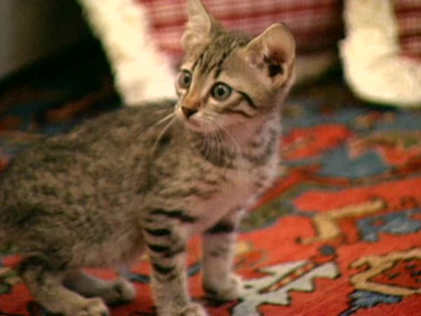 Animal Attractions - Egyptian Mau Cats