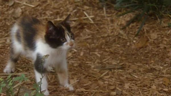 Animal Attractions - Manx Cats