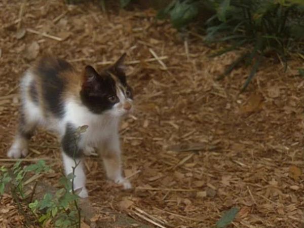 Animal Attractions - Manx Cats