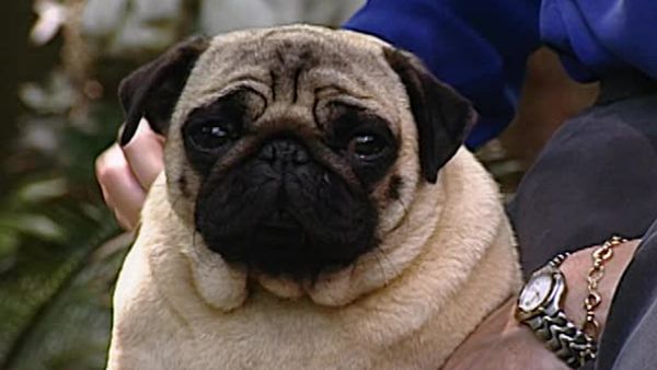 Animal Attractions - Pug Dogs