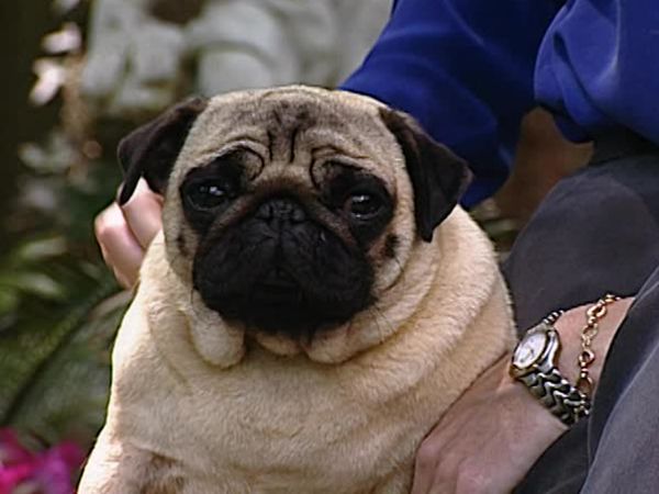 Animal Attractions - Pug Dogs