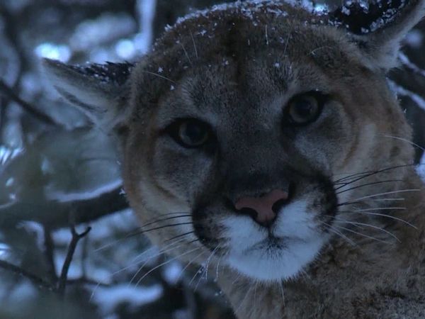 Sasquatch Mountain Man - Mountain Lion
