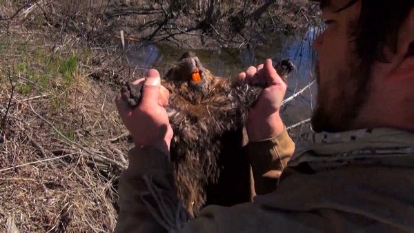 Sasquatch Mountain Man - Alaska Trapping