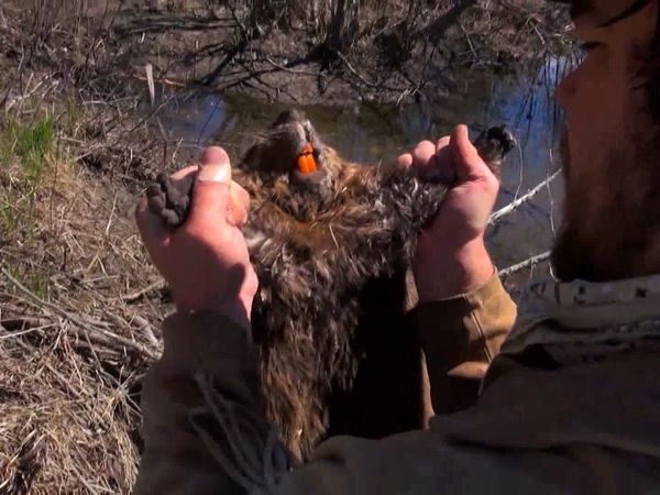 Sasquatch Mountain Man - Alaska Trapping