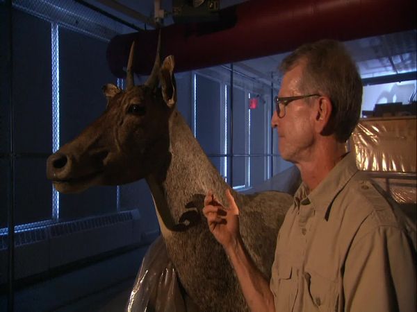 Secrets de Musées - Le Musée d'Histoire naturelle de New York
