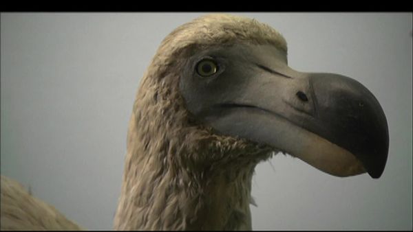 Secrets de Musées - Le Musée d'Histoire naturelle de Londres
