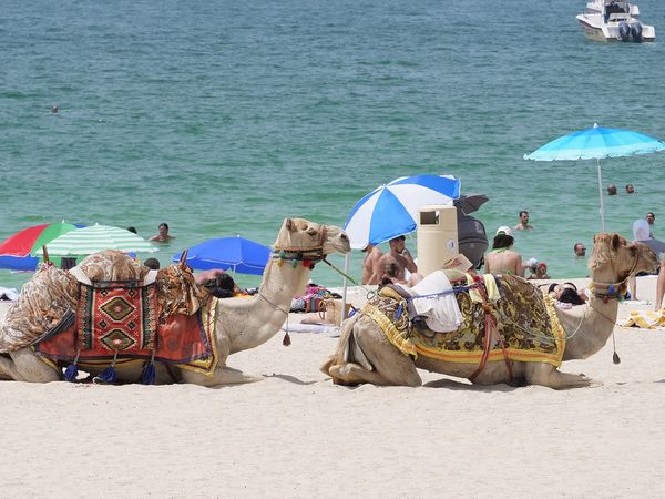 Siempre hay un Chileno - Dubái, Emiratos Árabes