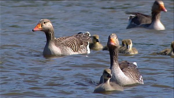 Animals Like Us - Episode 3
