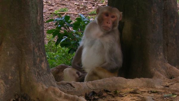 Animals Like Us - Episode 1