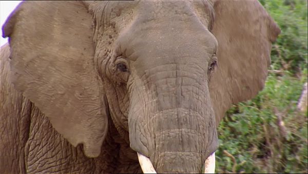 Animals Like Us - Episode 4