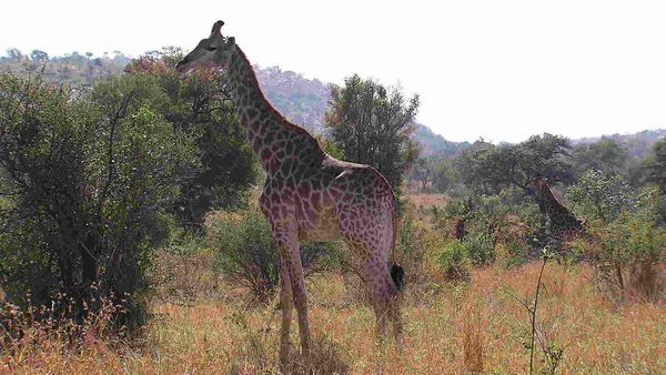 Horizons - Afrique du Sud