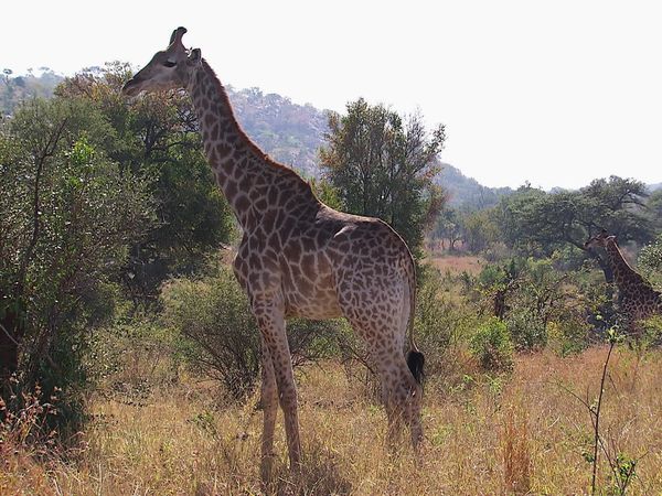 Horizons - Afrique du Sud