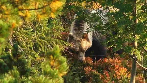 The Tatra Mountains - Wild at Heart