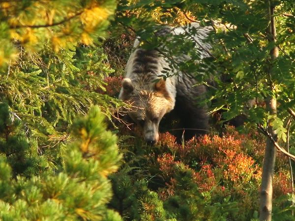 The Tatra Mountains - Wild at Heart