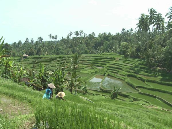 Découvertes du monde - Bali