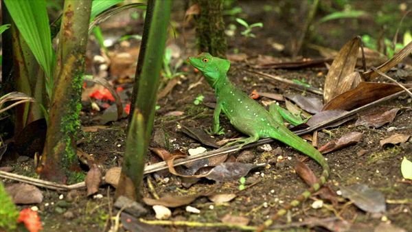 Découvertes du monde - Costa RIca