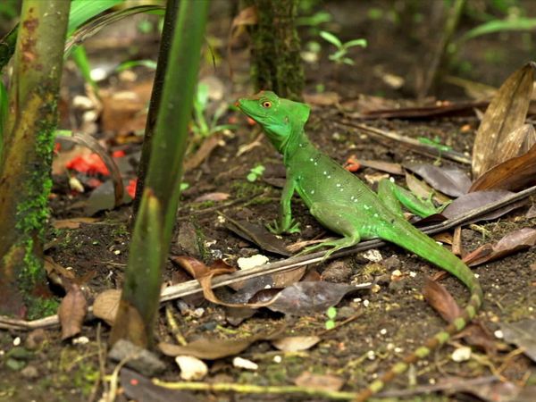Découvertes du monde - Costa RIca
