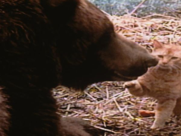 Animals Are People Too! - Amigos fantásticos