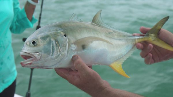 A Fishing Story with Ronnie Green - Miracle Heart Surgery