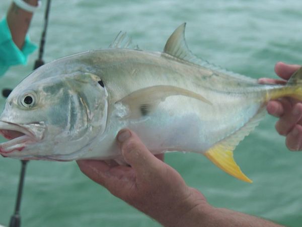 A Fishing Story with Ronnie Green - Miracle Heart Surgery
