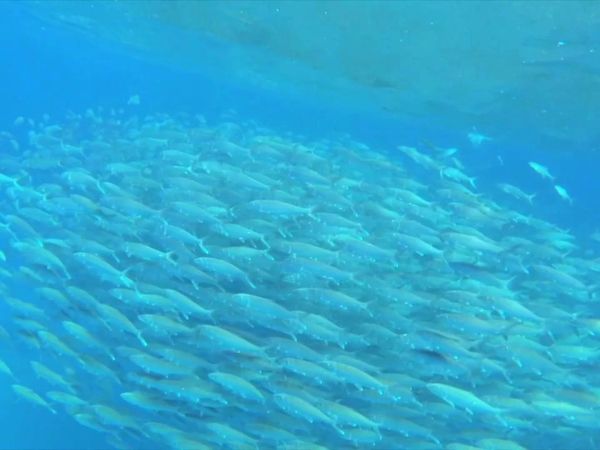 Silver Kings - Nothin’ But Sharks