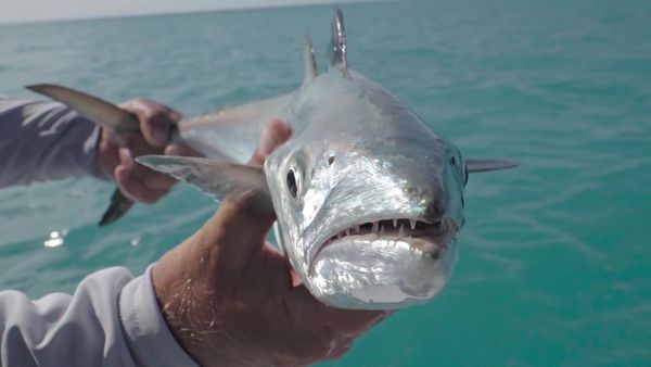 The Fish Guyz - Patching it Together