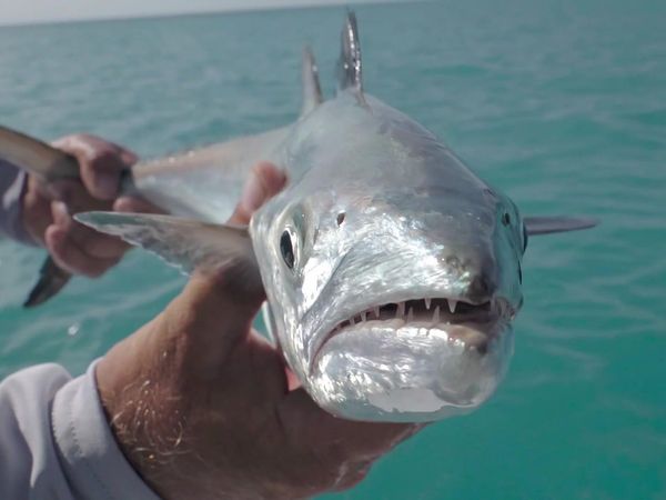 The Fish Guyz - Patching it Together