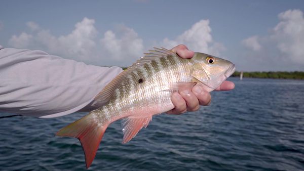 The Fish Guyz - Welcome Home!
