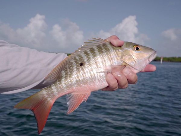 The Fish Guyz - Welcome Home!