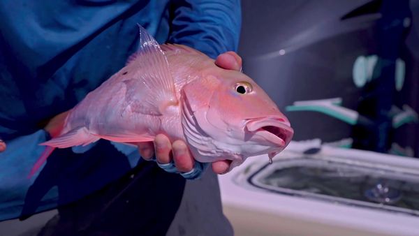 The Fish Guyz - What it takes to be a Contender - Part 1