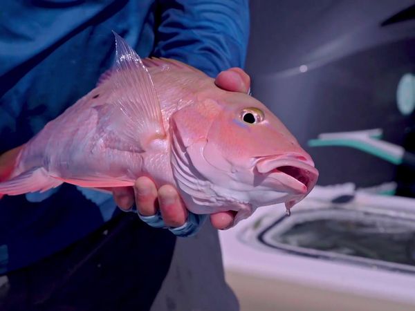 The Fish Guyz - What it takes to be a Contender - Part 1